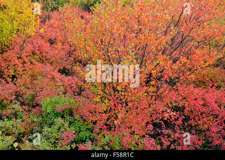 Tundrapflanzen mit Herbstfärbung entlang der Ufer des Ennadai Lake, Arktis Haven Lodge, Ennadai Lake, Nunavut, Kanada Stockfoto