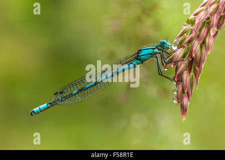 Gemeinsame Blau Damselfly auf einem Tau gefallen Gras seedhead am frühen Morgen. Stockfoto