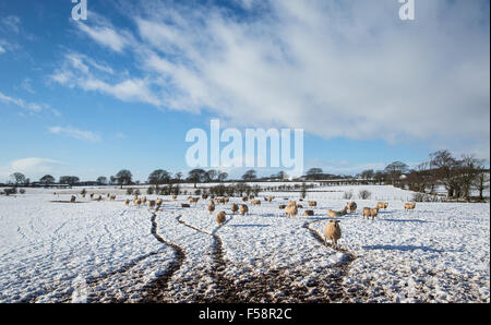 Schafe in einem schneebedeckten Feld mit Bauernhof Fahrzeug Spuren durch den Schnee Stockfoto