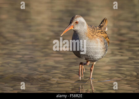 Wasser Schiene durch Wasser waten. Stockfoto