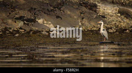 Graureiher steht Stalking bei Ebbe am Ufer des Glenuig Bay, Schottland Stockfoto