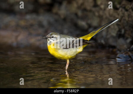 Gebirgsstelze im Wasser Stockfoto