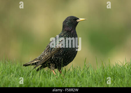 Starling auf dem Rasen Stockfoto