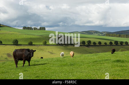 Rinder auf hügeligem Ackerland Stockfoto
