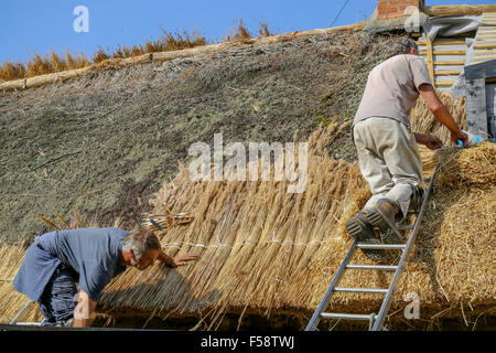 Qualifizierte Thatchers bei der Arbeit, die Wiederherstellung von einem Strohdach auf einer Hütte in Northamptonshire, England. Reet bietet hohes Maß an Isolation Stockfoto