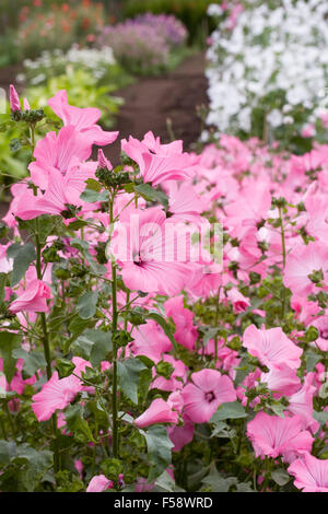 Lavatera Trimestris 'Silver Cup' Blumen. Stockfoto