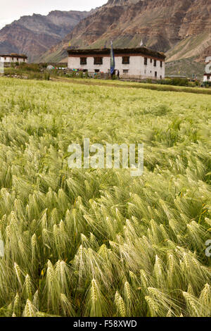 Indien, Himachal Pradesh, Spiti Valley Losar Dorf, Bereich der Gerste und traditionellen Bauernhaus Stockfoto