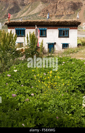 Losar Dorf, Ernte von Kartoffeln wachsen vor traditionellen Bauernhaus, Spiti Valley, Himachal Pradesh, Indien Stockfoto