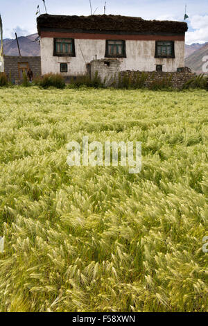 Indien, Himachal Pradesh, Spiti Valley Losar Dorf, Bereich der Gerste und traditionellen Bauernhaus Stockfoto