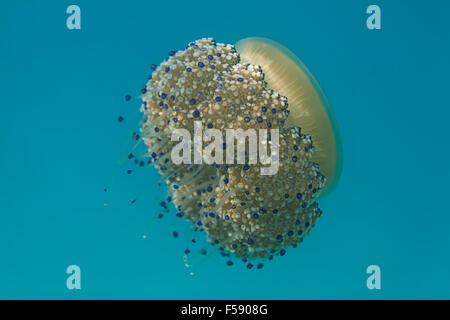 Medusen mit blauem Licht Stockfoto