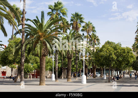 Marina-Laufwerk mit Palmen in Barcelona Stockfoto