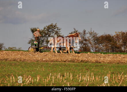 Lancaster County, Pennsylvania: Amish Landwirt Reiten ein Gartenfräsen, gezogen von zwei Pferden in seinem Gebiet arbeiten Stockfoto