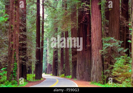 Die malerische 32-Meile Avenue von der Riesen Straße windet sich durch einige der weltweit beeindruckendsten alten Redwood-Haine im Humboldt Redwoods State Park in Nord-Kalifornien, USA. Von den drei Arten von Redwoods sind nur die Coast Redwoods (Sequoia Sempervirens) in den Park. Coast Redwoods sind die höchste und einige der ältesten aller Baumarten in der Welt.