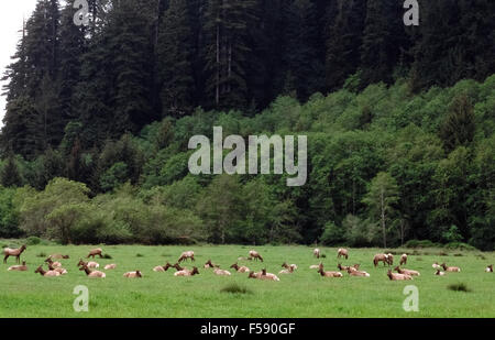 Eine Herde von seltenen Roosevelt Elk (Cervus Elaphus Roosevelti) entspannen und grasen auf einer grünen Wiese am Rande des Waldes im Prairie Creek Redwood State Park in Humboldt County, Kalifornien, USA. Dank der Erhaltung ihrer Lebensräume und Schutz im Park von Jägern ist die Anzahl dieser herrlichen Tiere von 15 auf mehr als 1.000 im vergangenen Jahrhundert gewachsen. Stockfoto