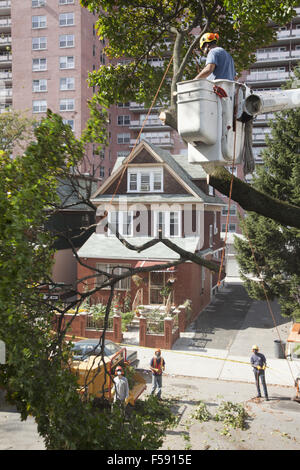 NYC Baum entfernen Bürstenschnitt einen Baum in der Gefahr des Bombenanschlags über während eines Sturms. Brooklyn, NY. Stockfoto