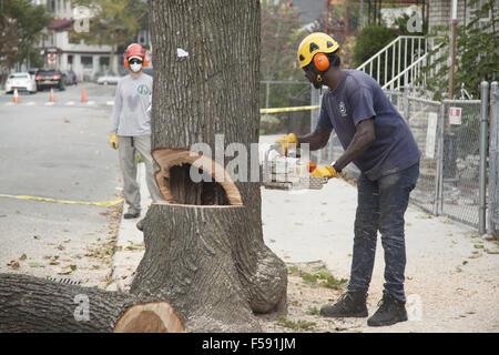 NYC Baum entfernen Bürstenschnitt einen Baum in der Gefahr des Bombenanschlags über während eines Sturms. Brooklyn, NY. Stockfoto