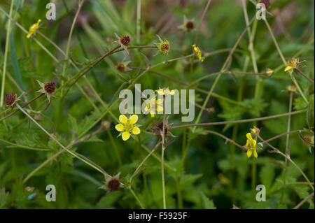 Herb Bennet, Geum Urbanum, gelben Blüten und Seedheads, Berkshire, Juni Stockfoto