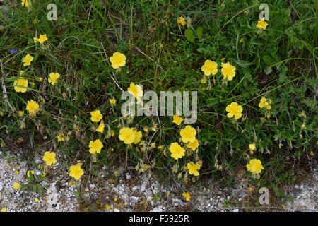 Gemeinsamen Rock Rose, Helianthemum Nummularium, am Kreide Downland, Berkshire Juni blühend Stockfoto
