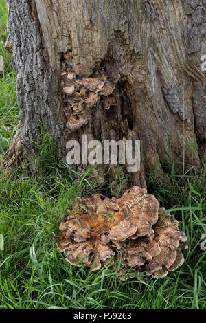 Basis einer erkrankten Eiche Quercus Robur, mit Fruchtkörper des riesigen Polypore, Meripilus Giganteus, Stockfoto