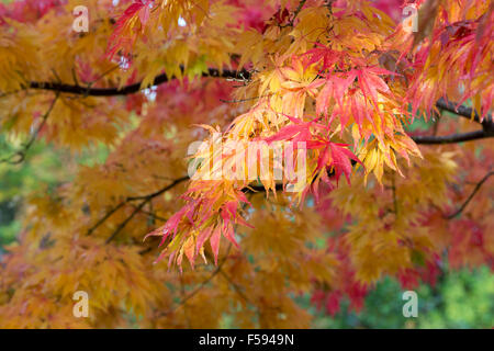 Acer Palmatum 'Elegans'. Japanische Ahorn im Herbst Stockfoto