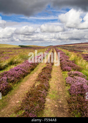 Feldweg über Heather Moorland in der Nähe von Wooler Northumberland National Park England Stockfoto