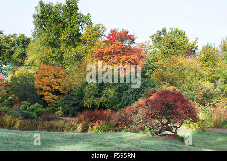 Autumn colours at RHS Wisley Gardens, Surrey, England Stockfoto
