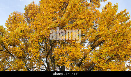 Liriodendron Tulipifera Fastigiatum. Tulpenbaum im Herbst bei RHS Wisley Gardens, Surrey, England Stockfoto