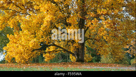 Liriodendron Tulipifera Fastigiatum. Tulpenbaum im Herbst bei RHS Wisley Gardens, Surrey, England. Panorama Stockfoto