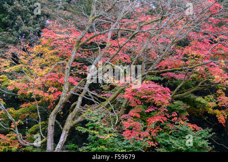 Bäume, die die Farben des Herbstes im Westonbirt Arboretum, Tetbury, Gloucestershire, UK anzeigen Stockfoto