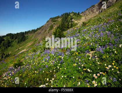 WASHINGTON - Wildblumenwiesen am Wegesrand Tin Pan Lücke in die Boulder Creek Wilderness Area. Stockfoto