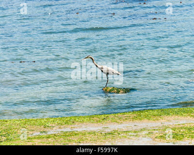 Great Blue Heron Fischen aus einem Felsen am Ufer des Stanley Park, Vancouver, BC, Kanada Stockfoto