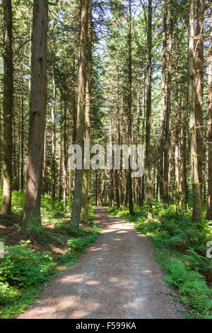 Waldweg im Inneren des Stanley Park, Vancouver, BC, Kanada. Stockfoto