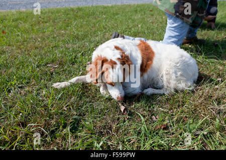 Brittany Spaniel sitzt neben Besitzer - Pennsylvania USA Stockfoto