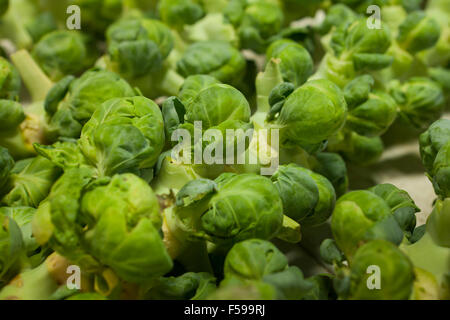Rosenkohl (Brassica Oleracea) am Stiel bei Bauernmarkt - Pennsylvania USA Stockfoto