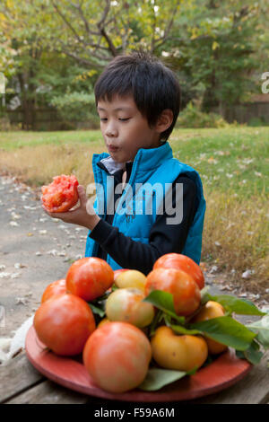 Asiatische junge, 6 Jahre, Essen frischen Tomaten gepflückt im Garten - USA Stockfoto