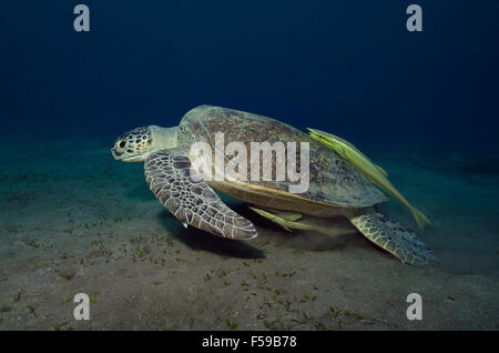 Grüne Schildkröte schwimmen über Seegras mit 2 Schiffshaltern in Marsa Alam, Ägypten Stockfoto