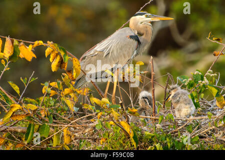 Great Blue Heron (Ardea Herodius) auf Nest mit zwei frisch geschlüpften Küken, Wakodahatchee Feuchtgebiete, Delray Beach, Florida, USA Stockfoto