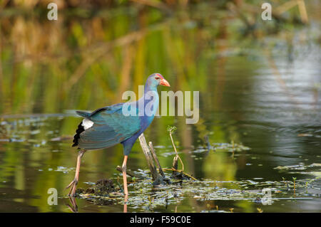 Western haben (vorher Lila haben), eine eingeführte Arten jetzt in S. Florida, Wakodahatchee Feuchtgebiete, Florida endemische Stockfoto