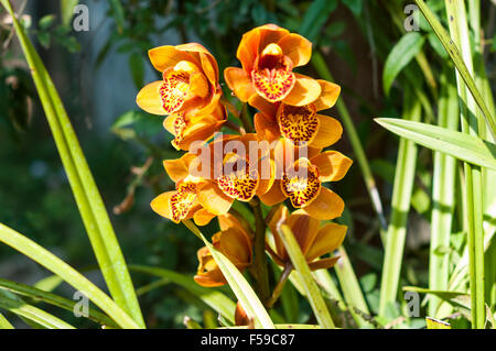 Phalaenopsis Orchidee im nationalen Kandawgyi botanischen Gärten von Pyin Oo Lwin (Maymyo), Region Mandalay, Myanmar. Stockfoto