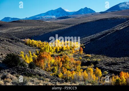 Herbstliche Farben explodieren in der Conway-Gipfel mit der Kulisse der Berge von Ansel Adams Wilderness und Yosemite-Nationalpark in Mono County, Kalifornien. Stockfoto