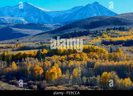 Herbstliche Farben explodieren in der Conway-Gipfel mit der Kulisse der Berge von Ansel Adams Wilderness und Yosemite-Nationalpark in Mono County, Kalifornien. Stockfoto