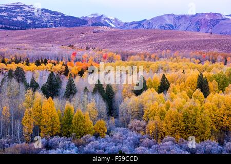 Herbstliche Farben explodieren in der Conway-Gipfel mit der Kulisse der Berge von Ansel Adams Wilderness und Yosemite-Nationalpark in Mono County, Kalifornien. Stockfoto