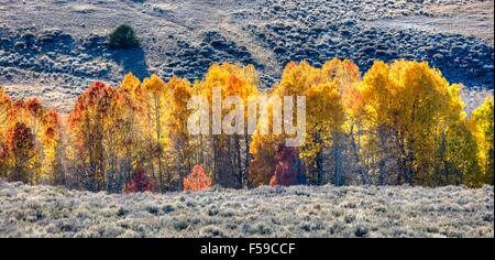 Herbstliche Farben explodieren in der Conway-Gipfel mit der Kulisse der Berge von Ansel Adams Wilderness und Yosemite-Nationalpark in Mono County, Kalifornien. Stockfoto