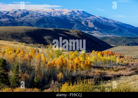 Herbstliche Farben explodieren in der Conway-Gipfel mit der Kulisse der Berge von Ansel Adams Wilderness und Yosemite-Nationalpark in Mono County, Kalifornien. Stockfoto