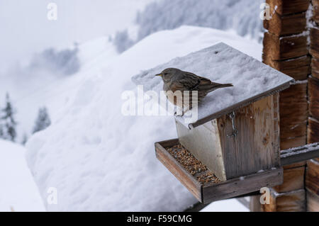 Haussperling (Passer Domesticus) thront auf einem Vogelhaus mit Feeder im Winter; alles schneebedeckt. URI, Zentralschweiz. Stockfoto