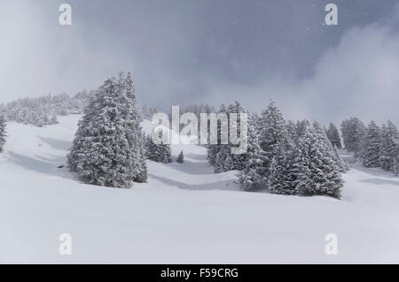Verschneite Tannen auf einem Berghang im Winter. Schächental, Kanton Uri, Schweiz. Stockfoto
