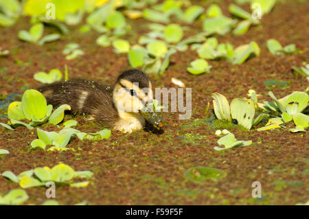 Fleckige Ente (Anas Fulvigula), Green Cay Naturgebiet, Florida Stockfoto