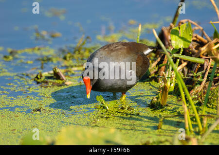 (Common Gallinule Gallinula galeata) Green Cay Natur in Florida Stockfoto