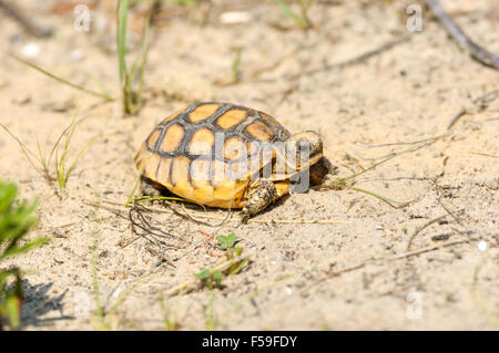 Young-Gopher-Schildkröte (Gopherus Polyphemus), Merritt Island National Wildlife Reserve, Florida, USA Stockfoto
