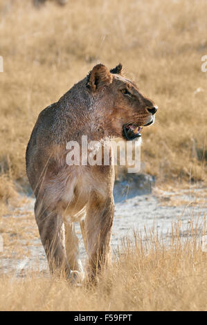 Schöne Löwin frontal fotografiert in einem Nationalpark Namibia Stockfoto